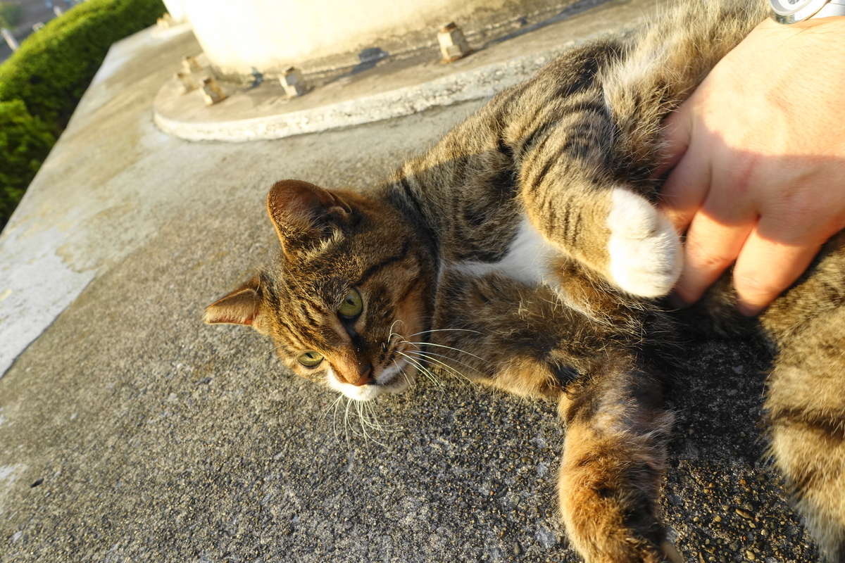 f:id:shigeo-t:20190915101710j:plain f:id:shigeo-t:20190915101710j:plain