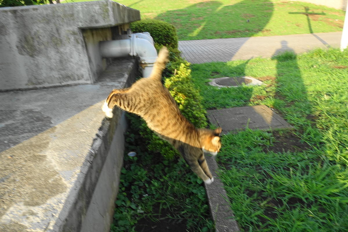 f:id:shigeo-t:20190915101931j:plain f:id:shigeo-t:20190915101931j:plain