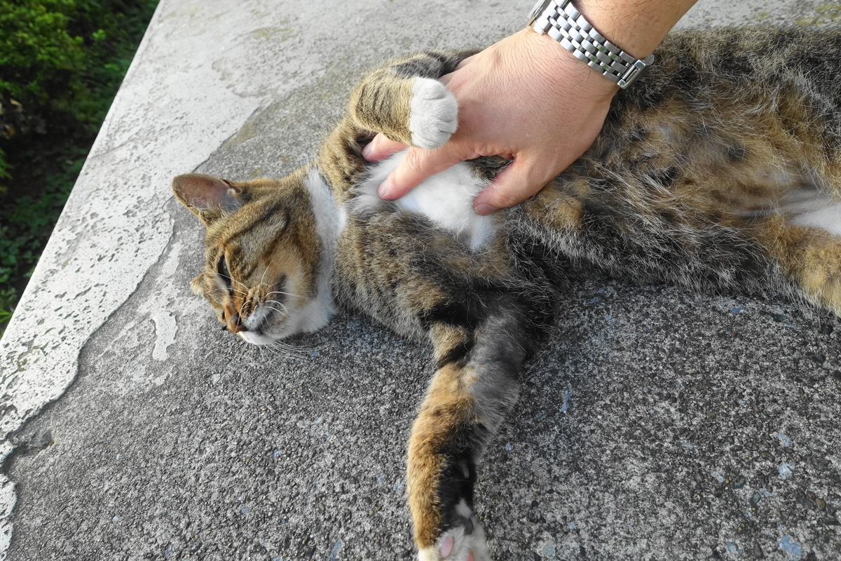 f:id:shigeo-t:20190915102448j:plain f:id:shigeo-t:20190915102448j:plain