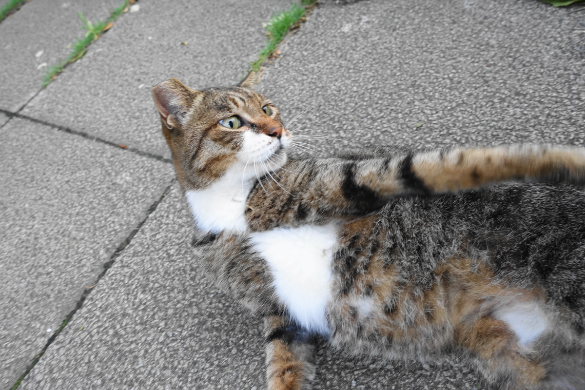 f:id:shigeo-t:20190917100725j:plain f:id:shigeo-t:20190917100725j:plain