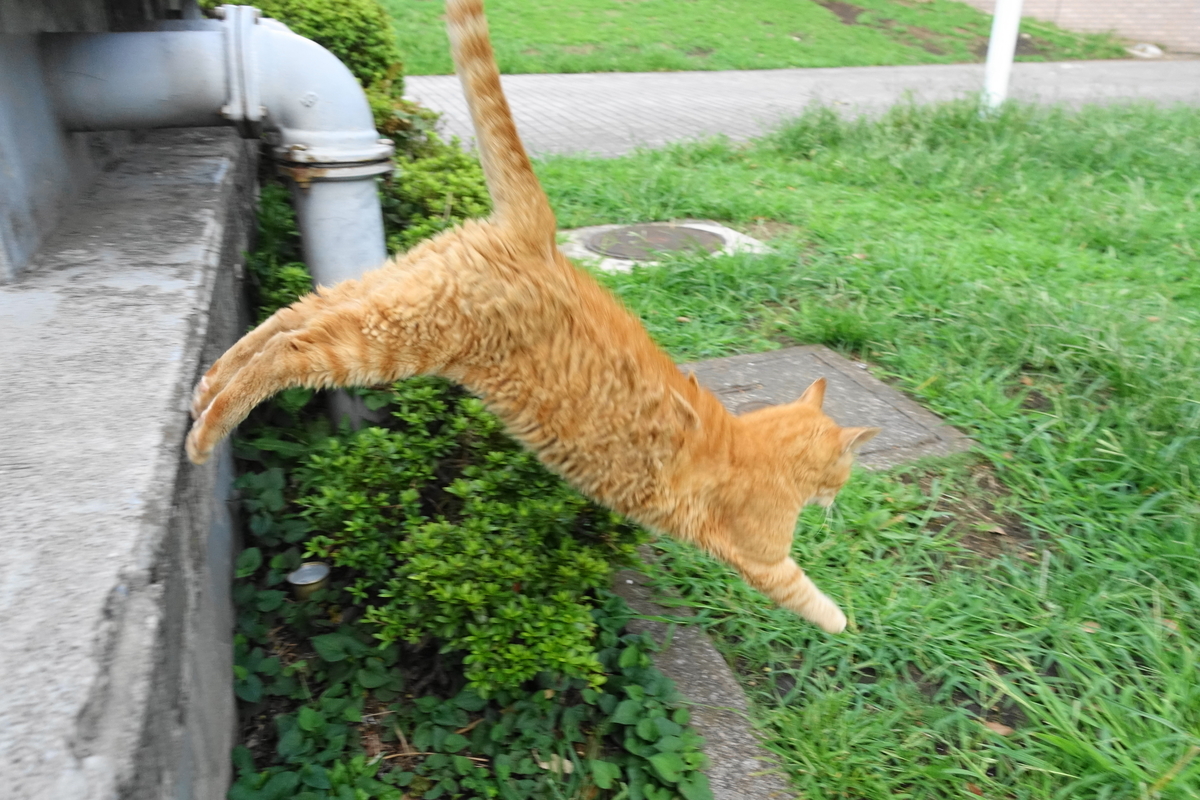 f:id:shigeo-t:20190917101253j:plain f:id:shigeo-t:20190917101253j:plain