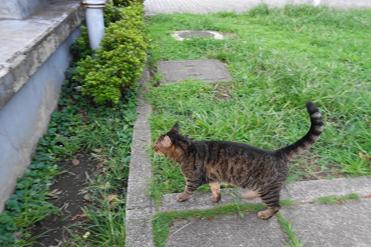 f:id:shigeo-t:20190917101435j:plain f:id:shigeo-t:20190917101435j:plain