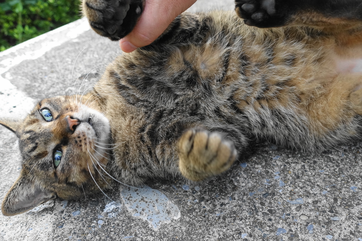 f:id:shigeo-t:20190917101524j:plain f:id:shigeo-t:20190917101524j:plain