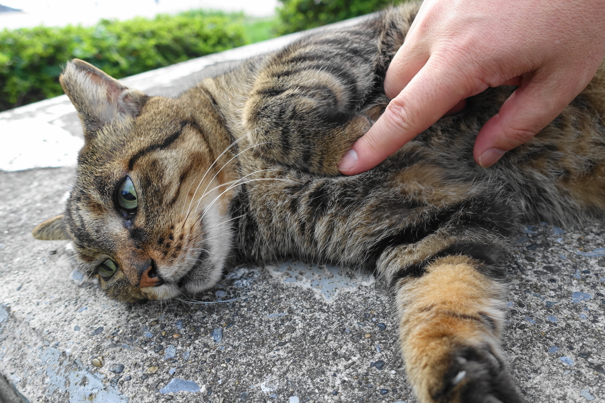 f:id:shigeo-t:20190917101541j:plain f:id:shigeo-t:20190917101541j:plain