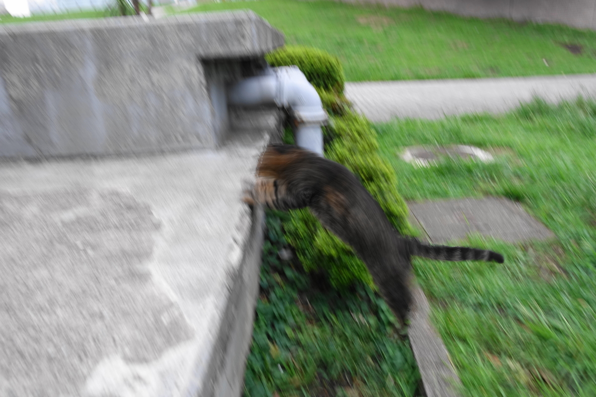f:id:shigeo-t:20190919102632j:plain f:id:shigeo-t:20190919102632j:plain