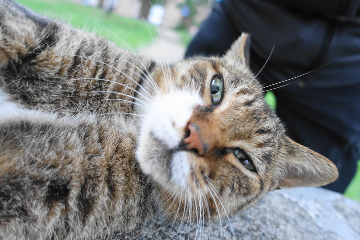 f:id:shigeo-t:20190919102833j:plain f:id:shigeo-t:20190919102833j:plain