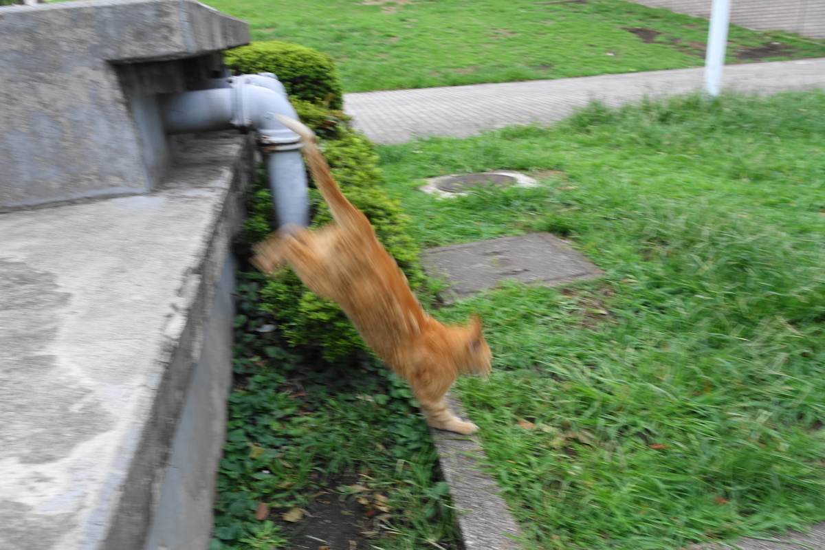 f:id:shigeo-t:20190919103021j:plain f:id:shigeo-t:20190919103021j:plain