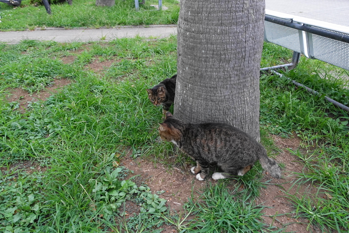 f:id:shigeo-t:20190919103052j:plain f:id:shigeo-t:20190919103052j:plain