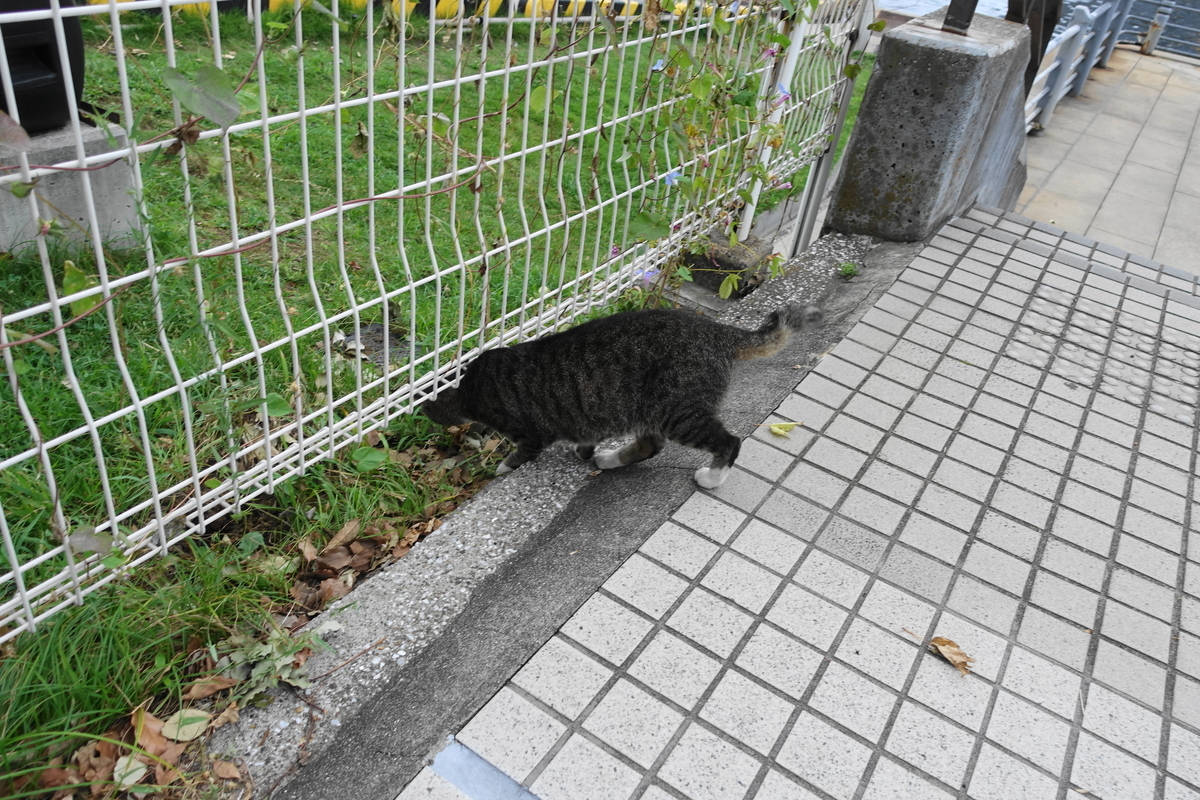 f:id:shigeo-t:20190919103430j:plain f:id:shigeo-t:20190919103430j:plain