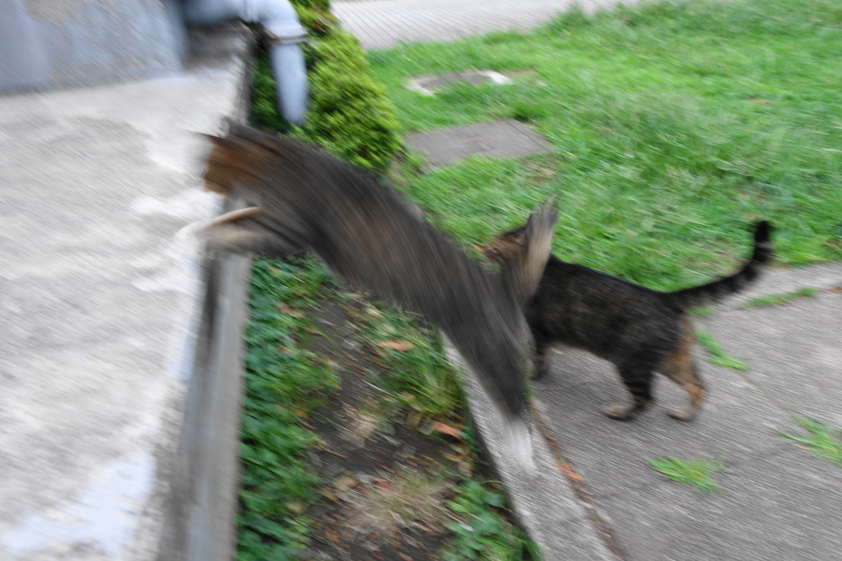 f:id:shigeo-t:20190919104215j:plain f:id:shigeo-t:20190919104215j:plain