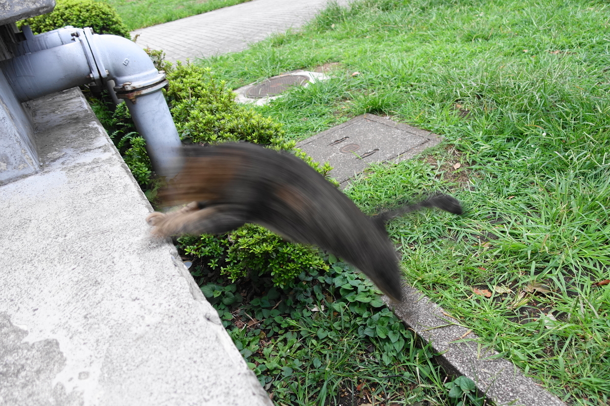 f:id:shigeo-t:20190919104245j:plain f:id:shigeo-t:20190919104245j:plain