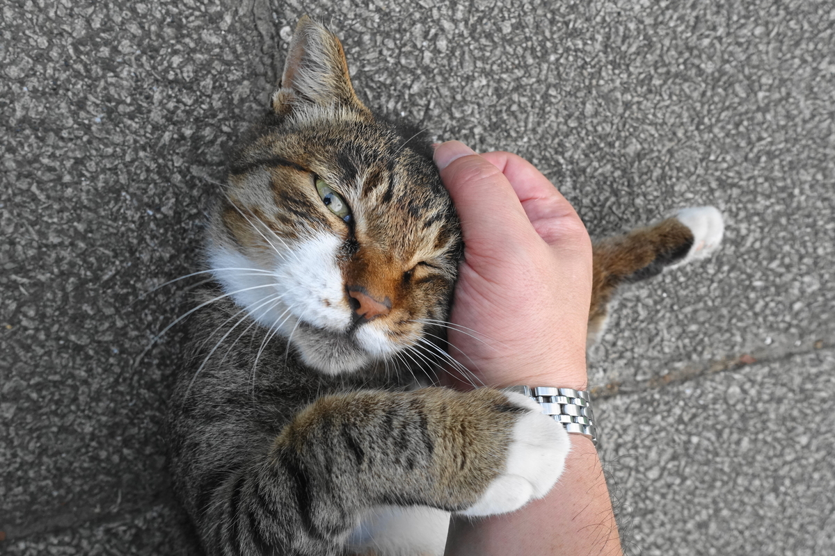 f:id:shigeo-t:20190919105544j:plain f:id:shigeo-t:20190919105544j:plain
