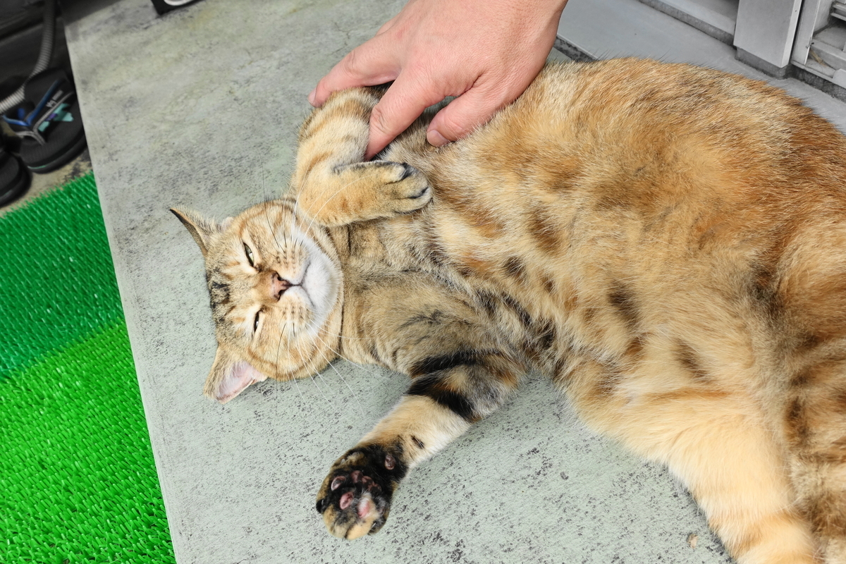 f:id:shigeo-t:20190922110950j:plain f:id:shigeo-t:20190922110950j:plain