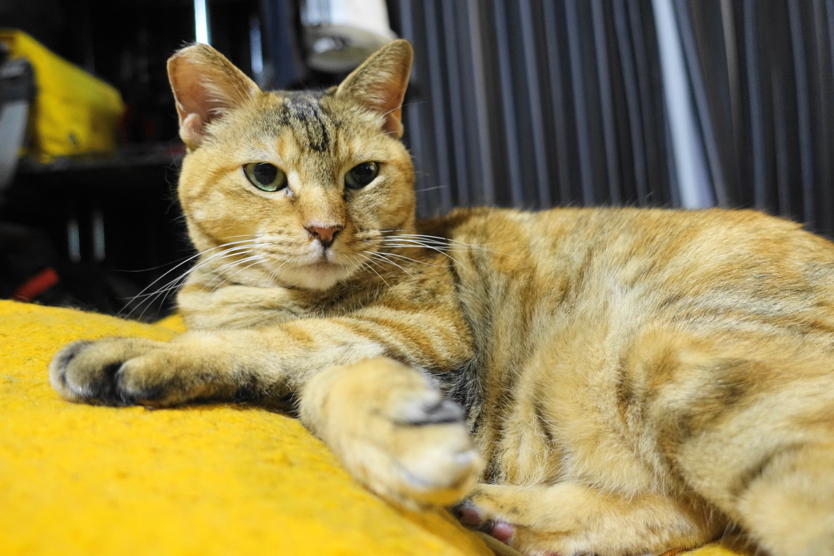 f:id:shigeo-t:20190923102044j:plain f:id:shigeo-t:20190923102044j:plain