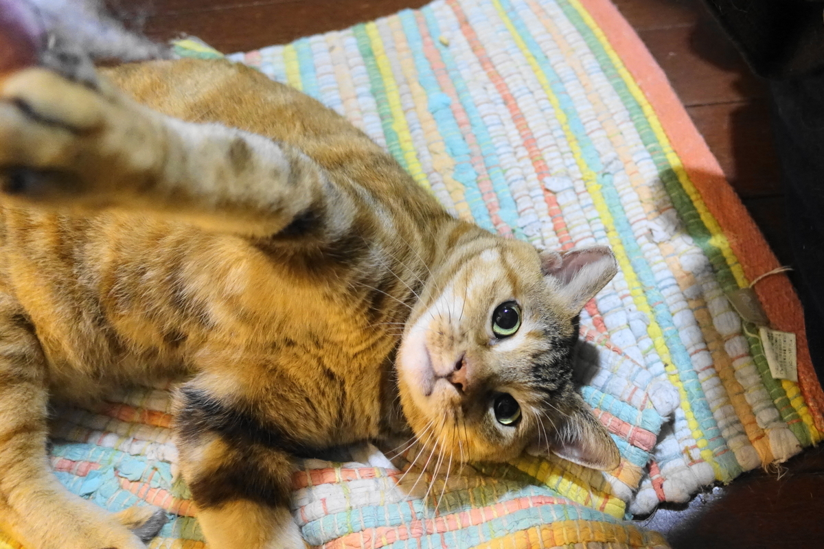 f:id:shigeo-t:20190923102140j:plain f:id:shigeo-t:20190923102140j:plain