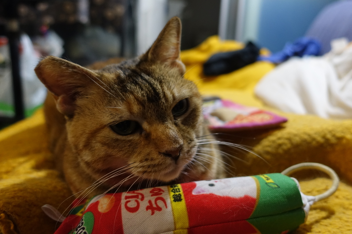 f:id:shigeo-t:20190923102308j:plain f:id:shigeo-t:20190923102308j:plain