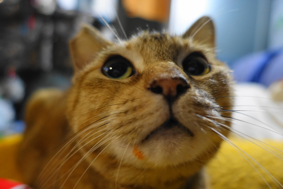 f:id:shigeo-t:20190923102424j:plain f:id:shigeo-t:20190923102424j:plain
