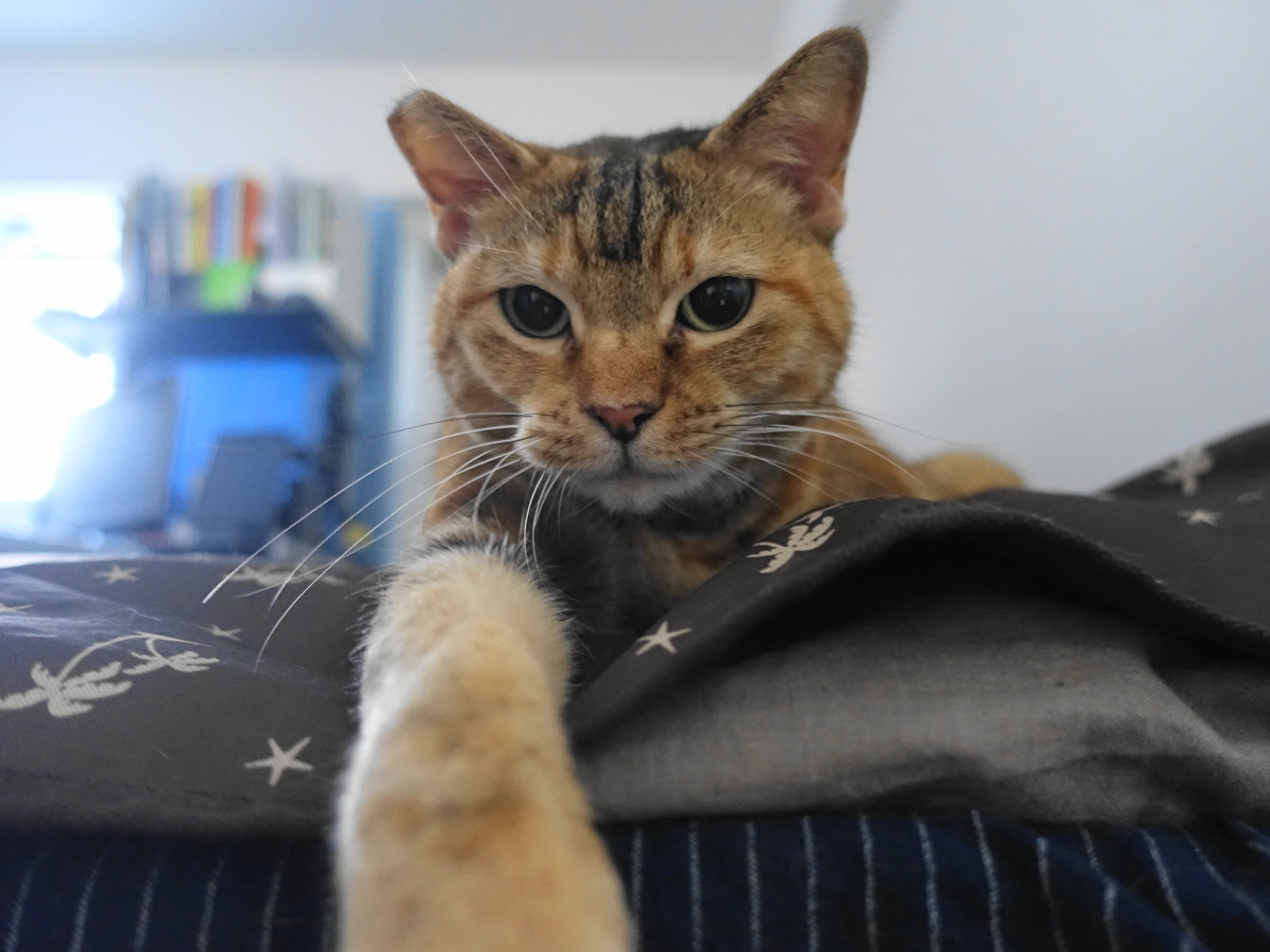 f:id:shigeo-t:20190923102528j:plain f:id:shigeo-t:20190923102528j:plain