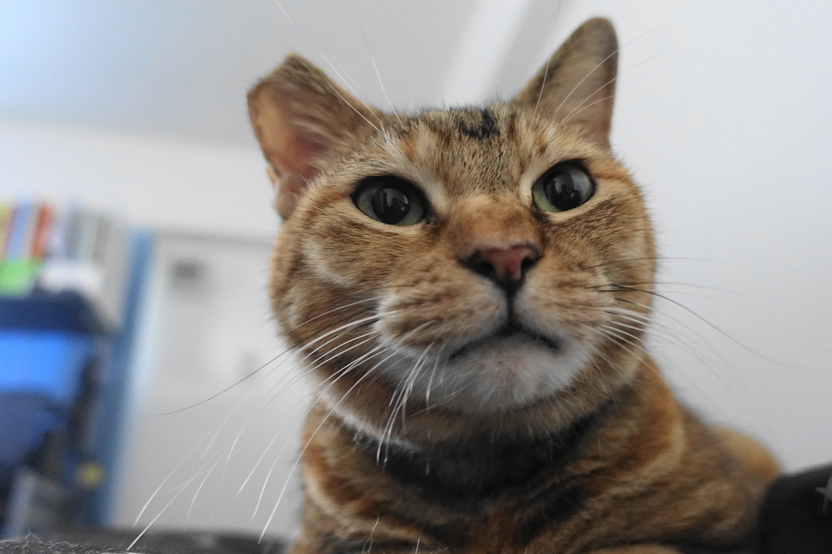 f:id:shigeo-t:20190923102611j:plain f:id:shigeo-t:20190923102611j:plain