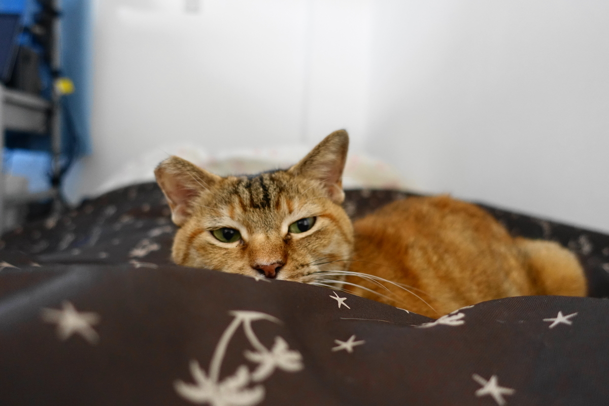 f:id:shigeo-t:20190923102758j:plain f:id:shigeo-t:20190923102758j:plain
