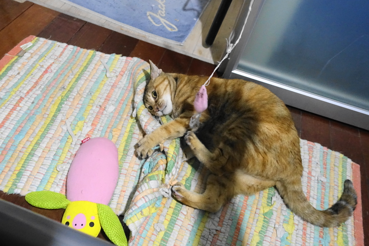 f:id:shigeo-t:20190923102929j:plain f:id:shigeo-t:20190923102929j:plain