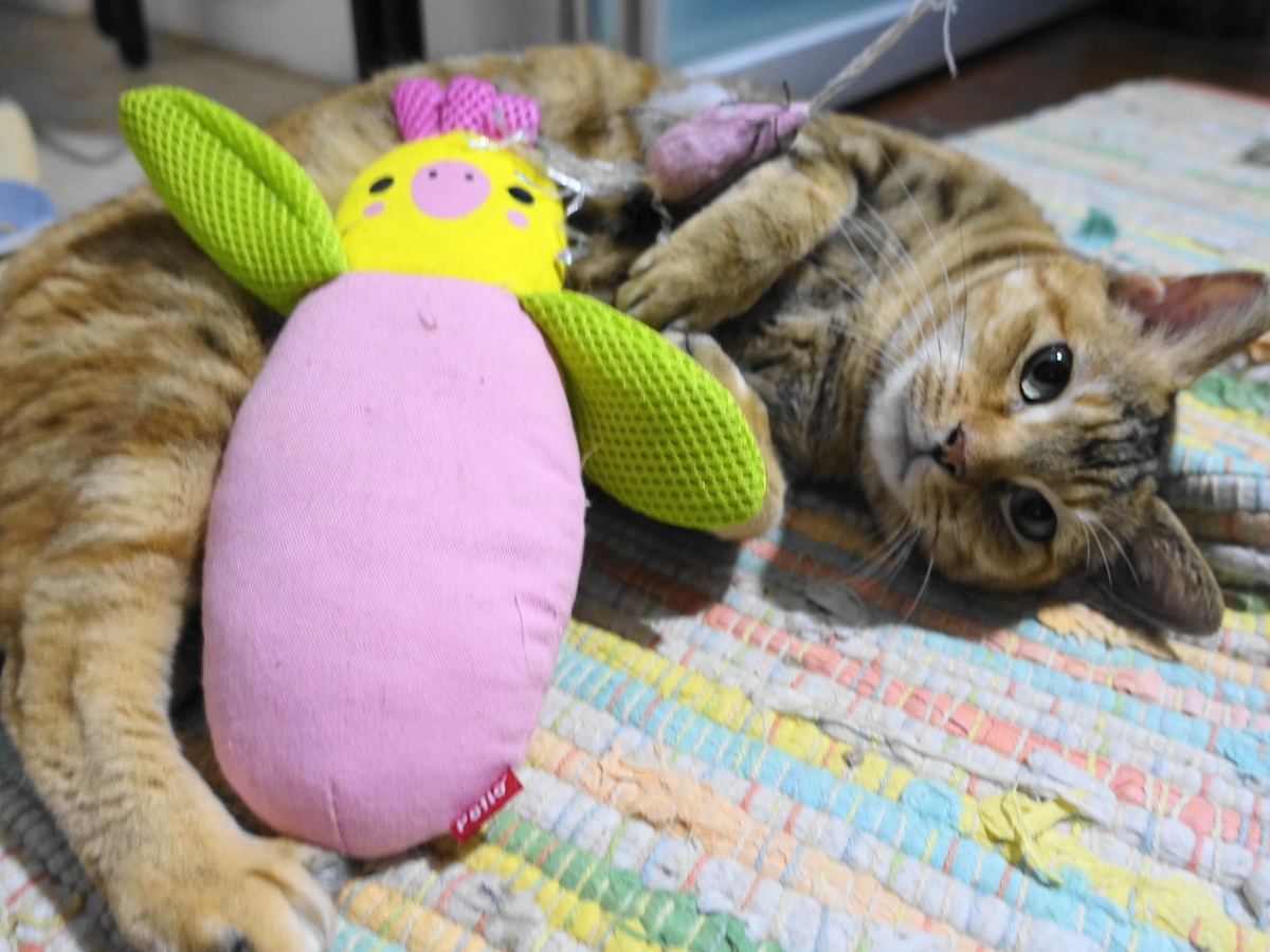 f:id:shigeo-t:20190923102953j:plain f:id:shigeo-t:20190923102953j:plain
