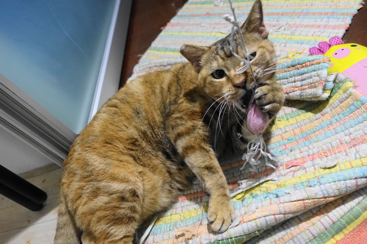 f:id:shigeo-t:20190923103137j:plain f:id:shigeo-t:20190923103137j:plain