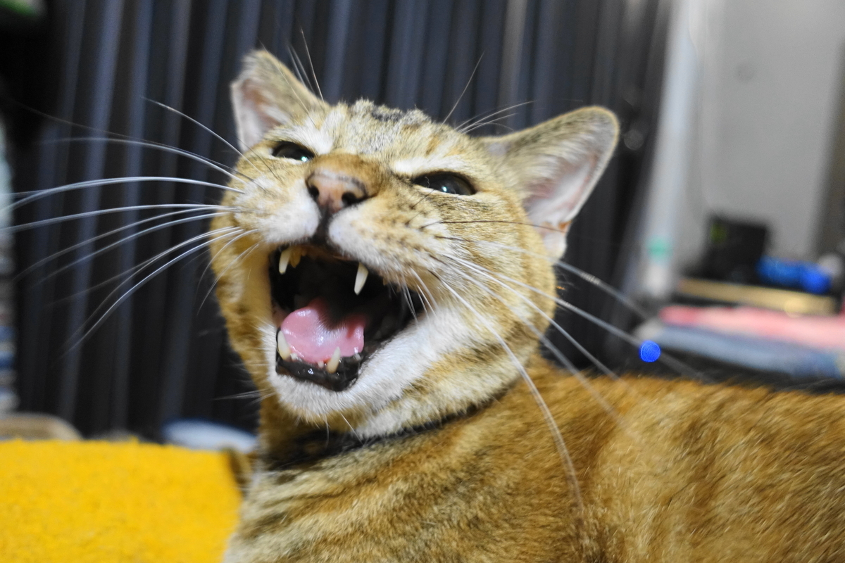 f:id:shigeo-t:20190923103259j:plain f:id:shigeo-t:20190923103259j:plain