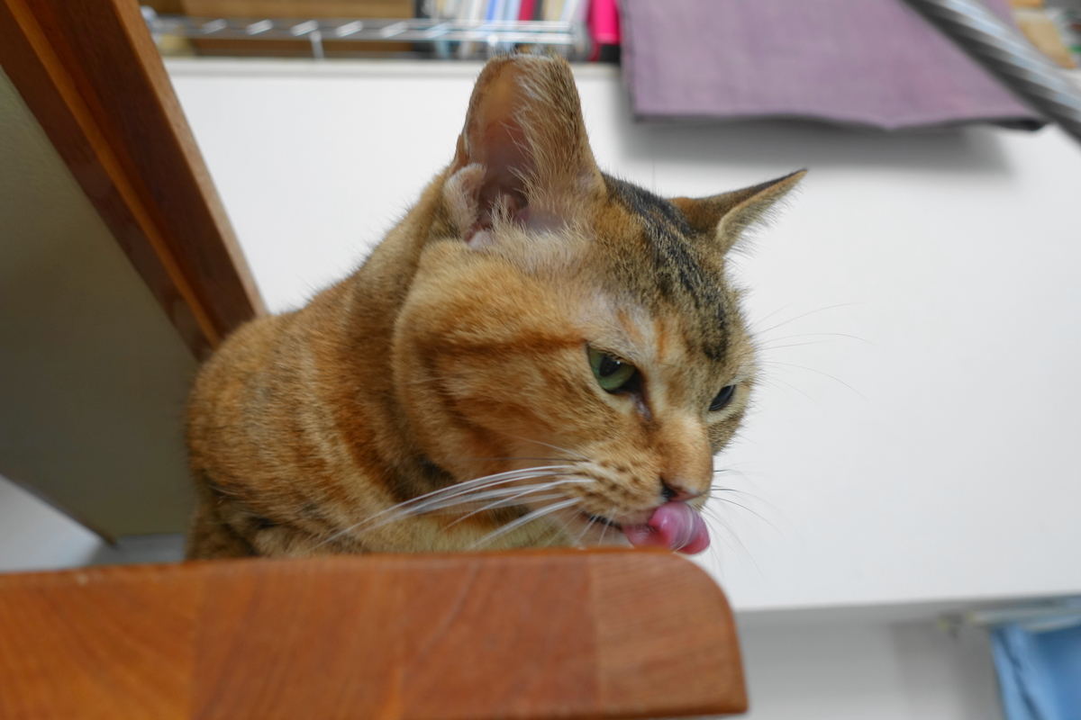 f:id:shigeo-t:20190923104542j:plain f:id:shigeo-t:20190923104542j:plain