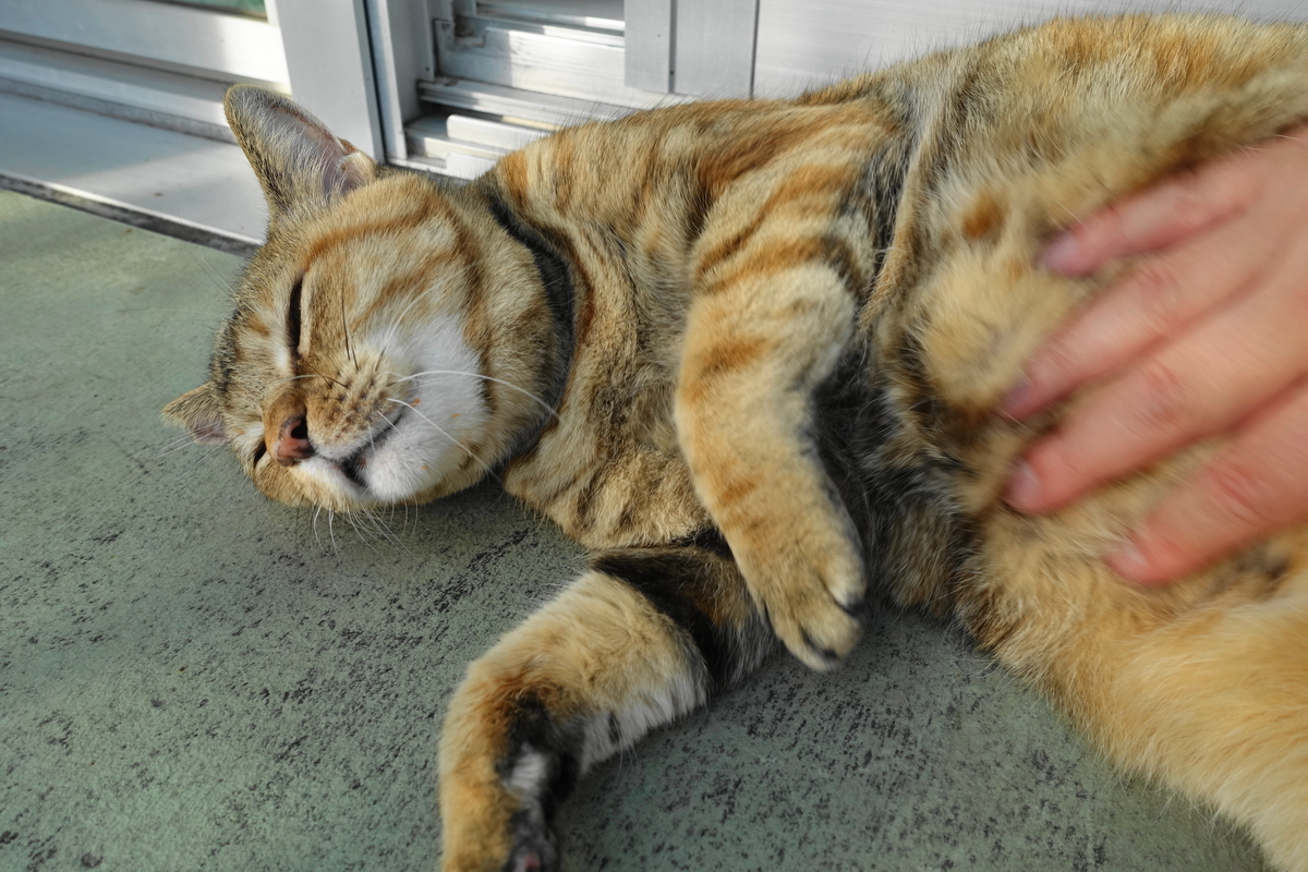 f:id:shigeo-t:20190923104741j:plain f:id:shigeo-t:20190923104741j:plain