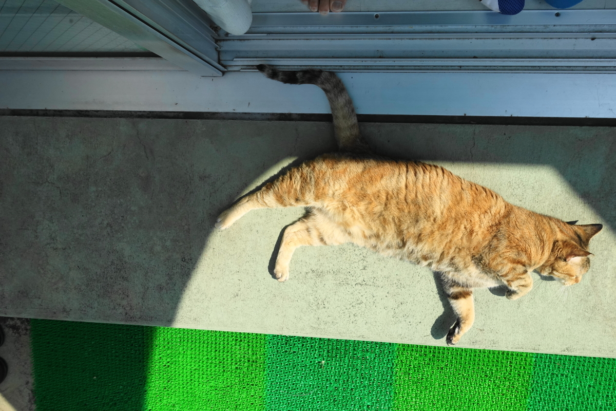 f:id:shigeo-t:20190923104859j:plain f:id:shigeo-t:20190923104859j:plain