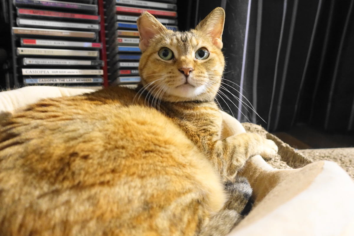 f:id:shigeo-t:20190923105155j:plain f:id:shigeo-t:20190923105155j:plain