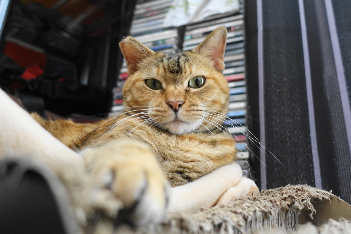 f:id:shigeo-t:20190923105402j:plain f:id:shigeo-t:20190923105402j:plain