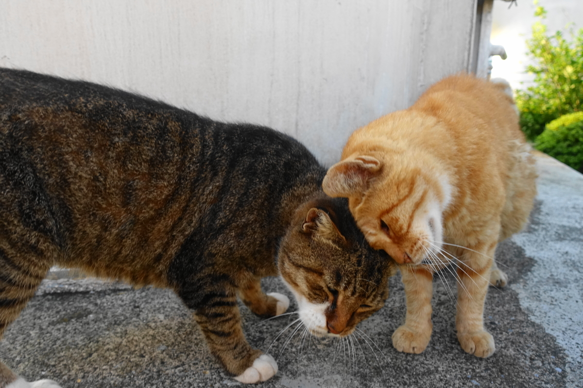 f:id:shigeo-t:20190929092253j:plain f:id:shigeo-t:20190929092253j:plain