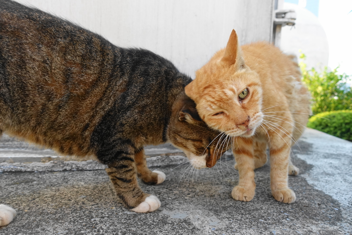 f:id:shigeo-t:20190929092255j:plain f:id:shigeo-t:20190929092255j:plain