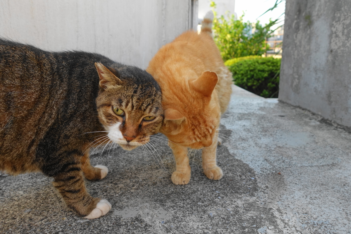f:id:shigeo-t:20190929092310j:plain f:id:shigeo-t:20190929092310j:plain