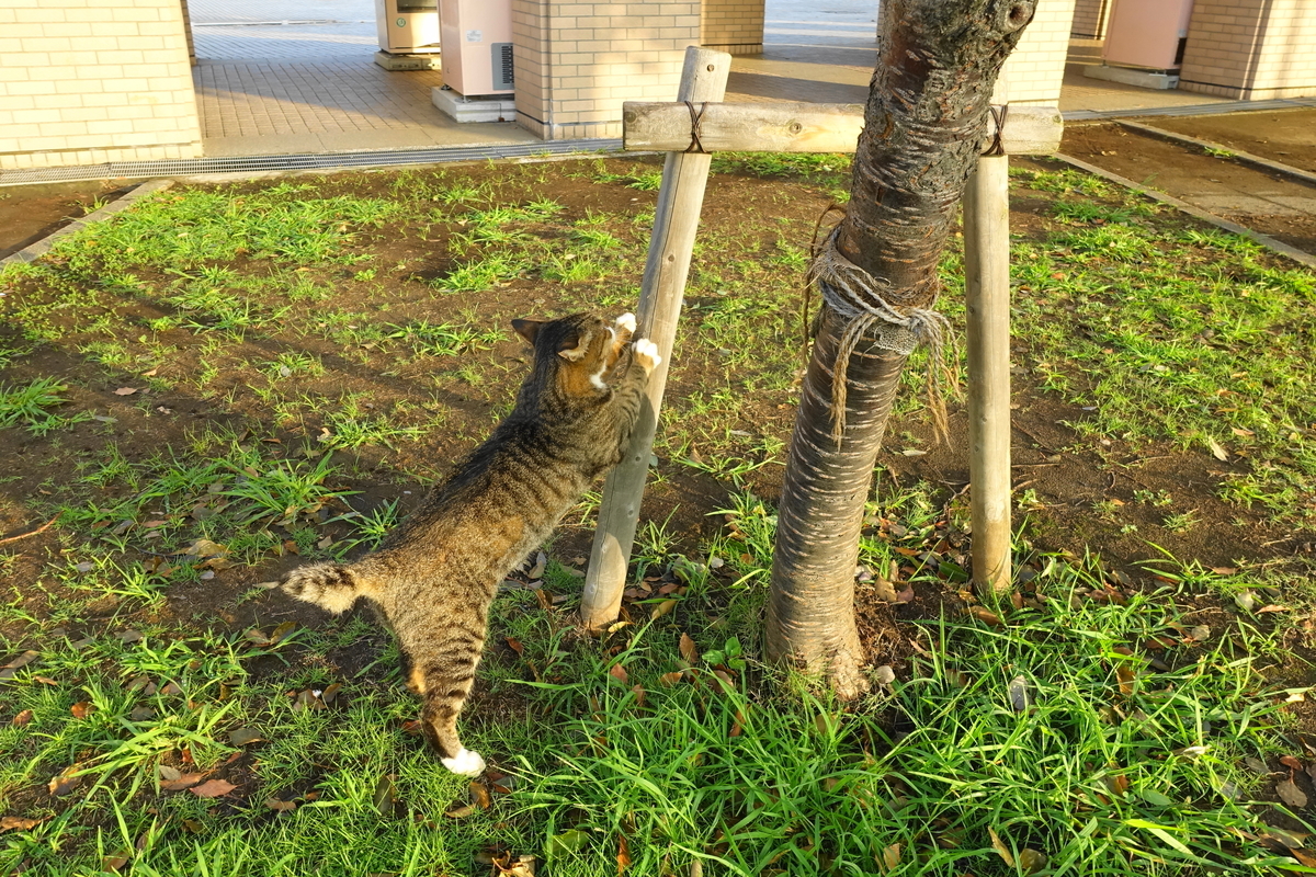 f:id:shigeo-t:20190929092554j:plain f:id:shigeo-t:20190929092554j:plain