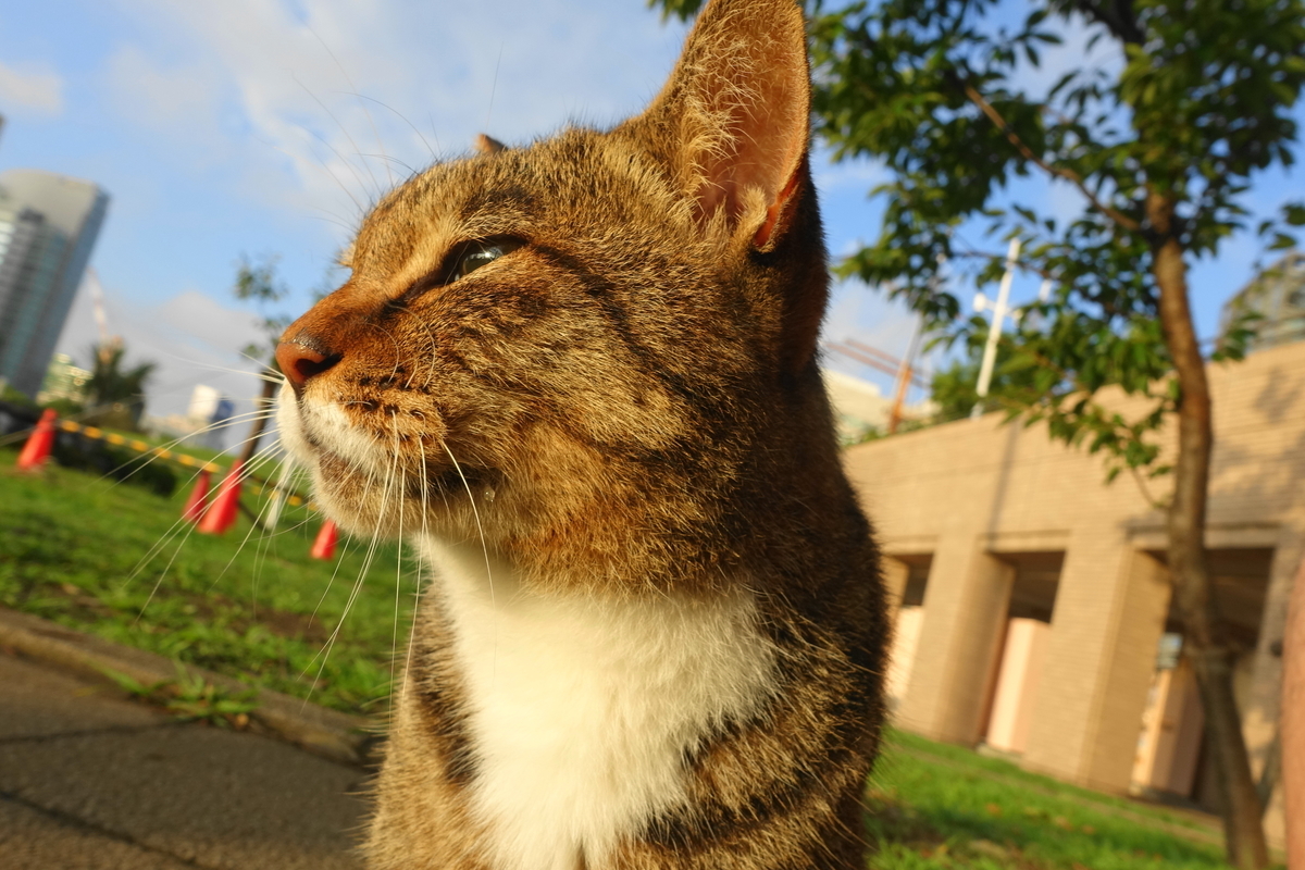 f:id:shigeo-t:20190929092716j:plain f:id:shigeo-t:20190929092716j:plain