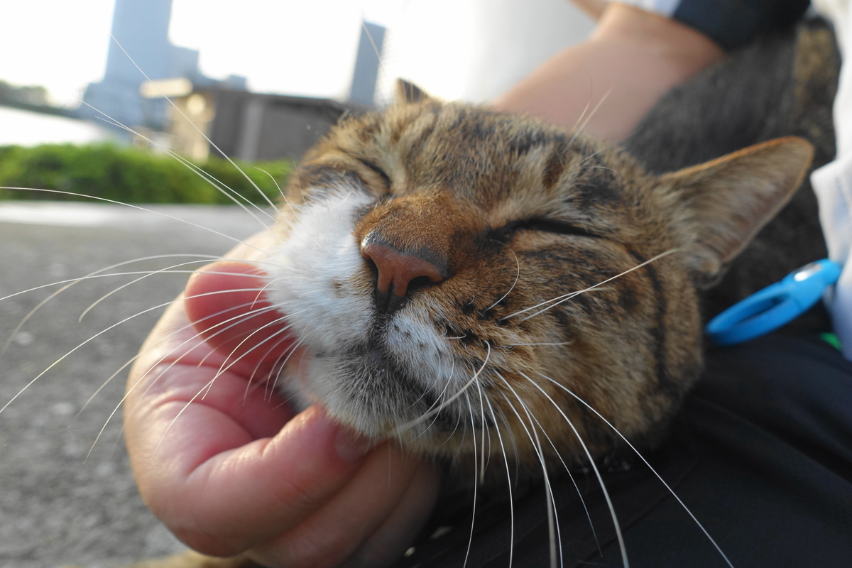 f:id:shigeo-t:20190929094018j:plain f:id:shigeo-t:20190929094018j:plain