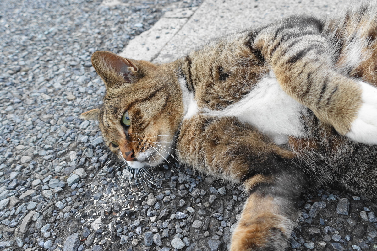 f:id:shigeo-t:20190929094719j:plain f:id:shigeo-t:20190929094719j:plain