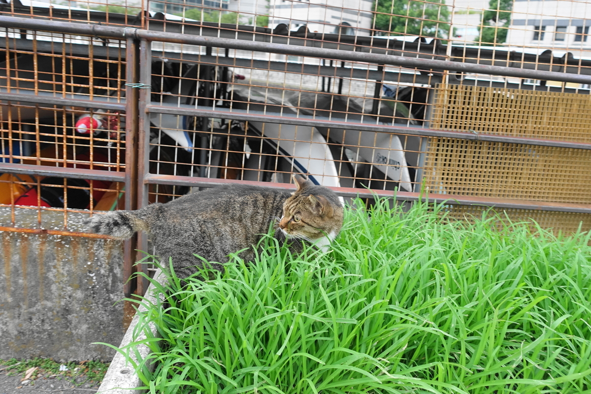 f:id:shigeo-t:20190930100949j:plain f:id:shigeo-t:20190930100949j:plain