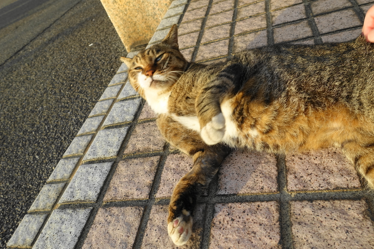 f:id:shigeo-t:20190930101532j:plain f:id:shigeo-t:20190930101532j:plain