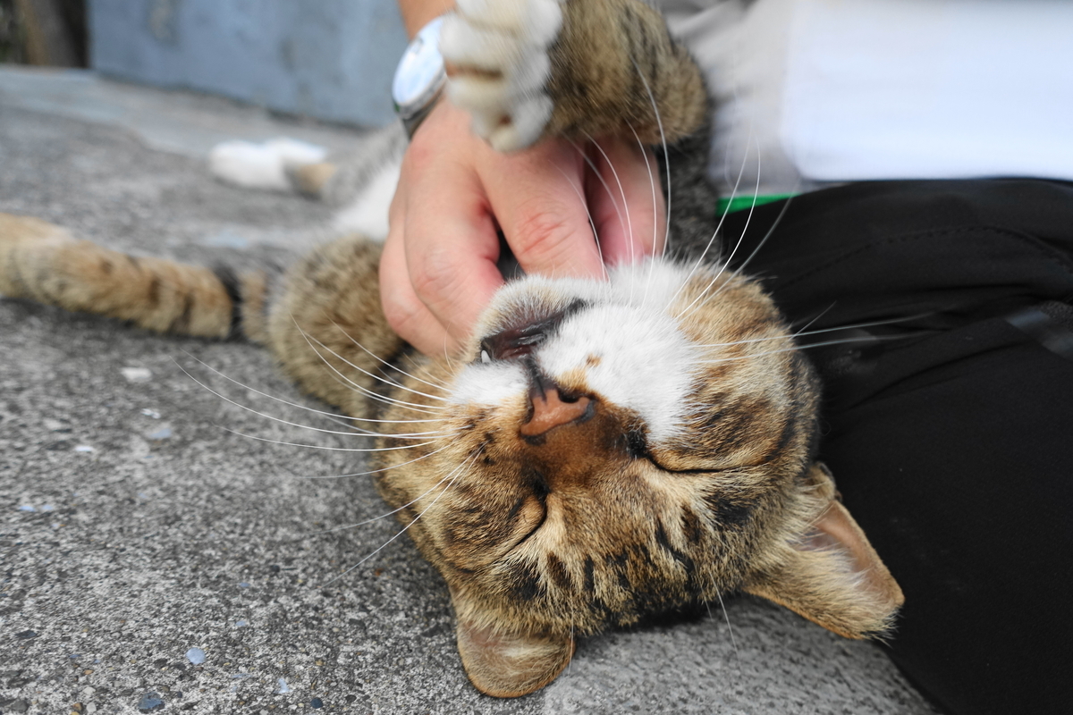 f:id:shigeo-t:20191003140835j:plain