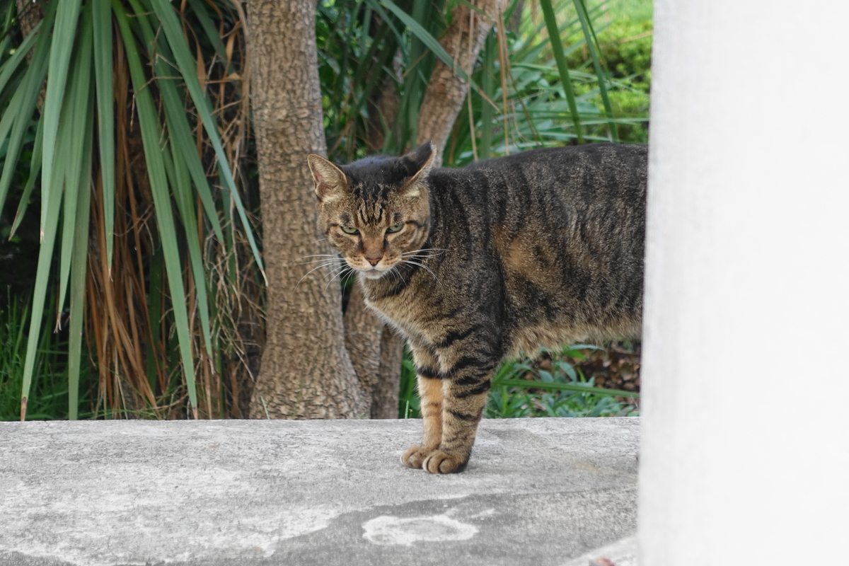f:id:shigeo-t:20191003140907j:plain