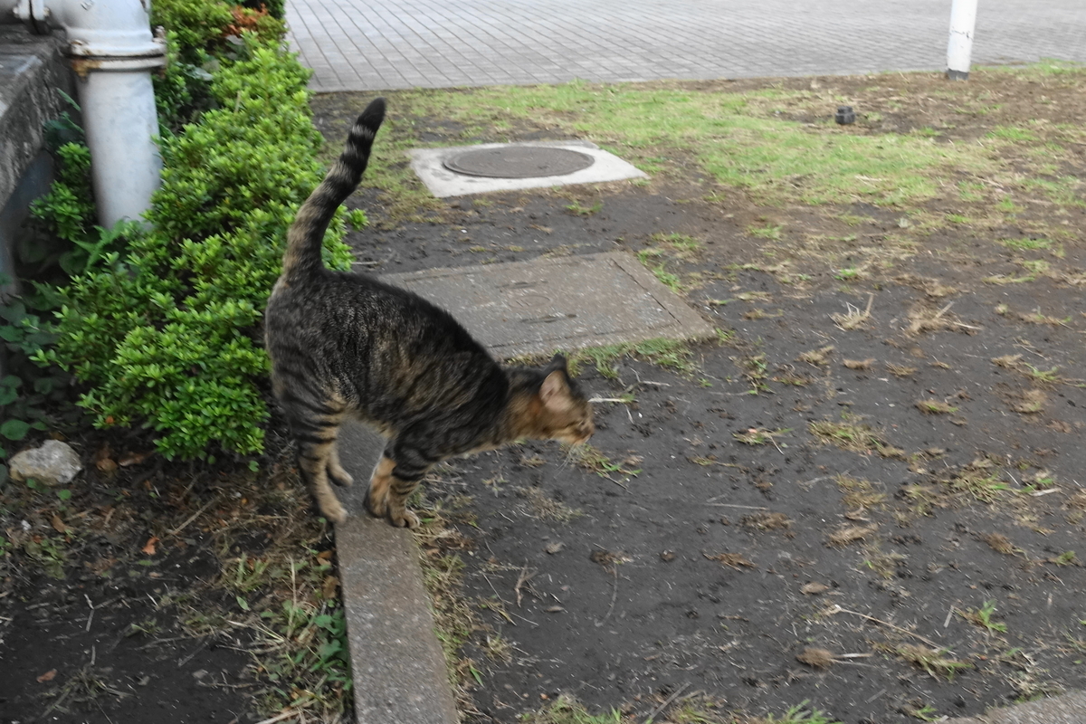 f:id:shigeo-t:20191003140924j:plain