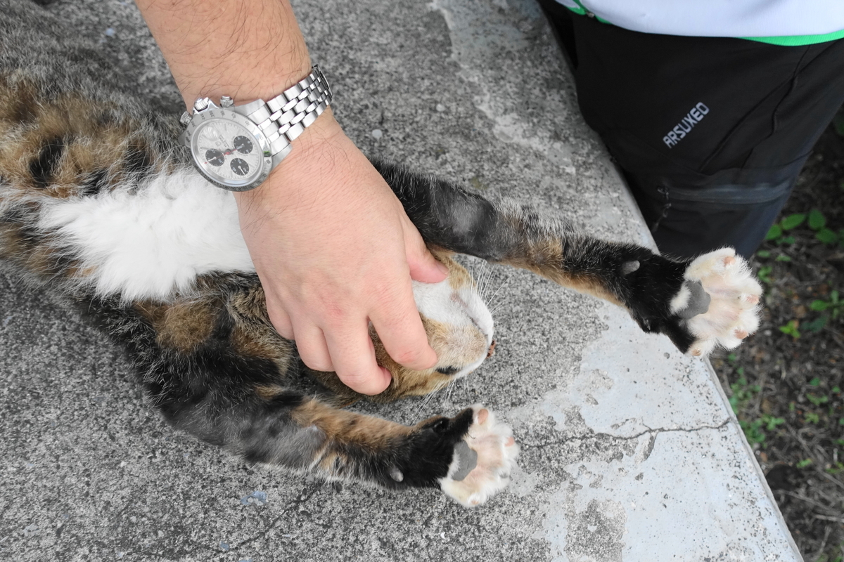 f:id:shigeo-t:20191004085336j:plain f:id:shigeo-t:20191004085336j:plain