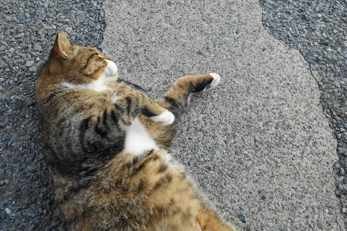 f:id:shigeo-t:20191004090805j:plain f:id:shigeo-t:20191004090805j:plain