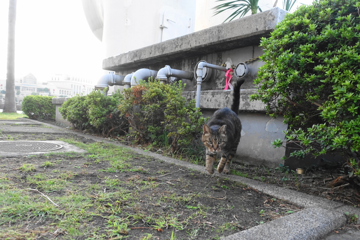 f:id:shigeo-t:20191004091234j:plain f:id:shigeo-t:20191004091234j:plain