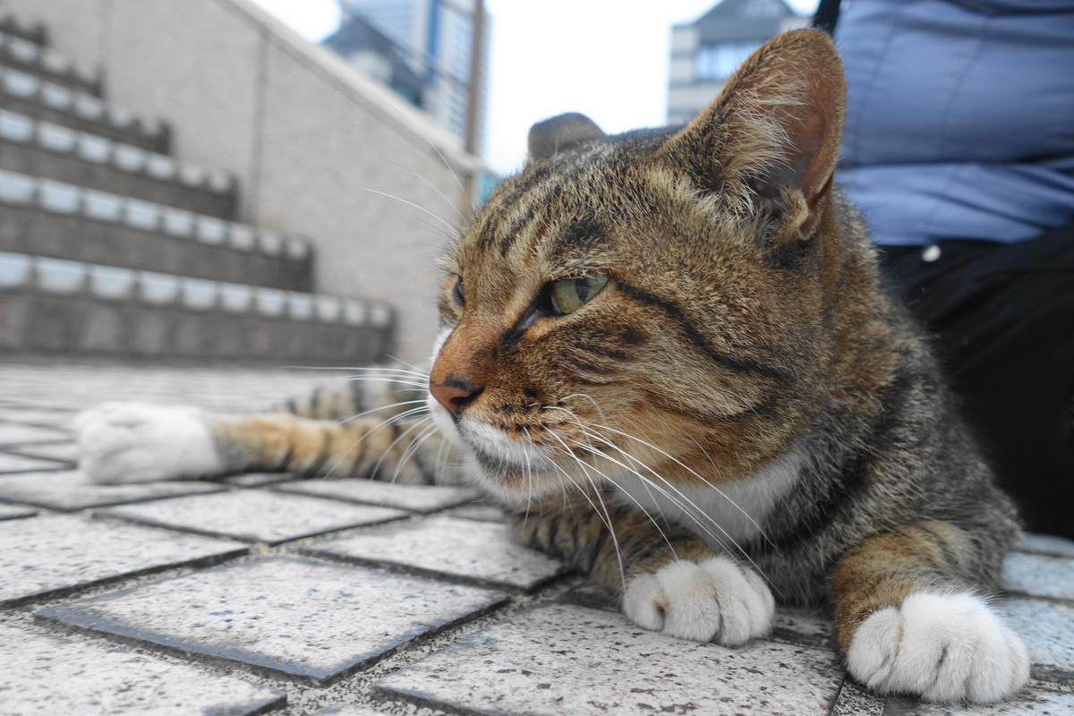 f:id:shigeo-t:20191004092239j:plain f:id:shigeo-t:20191004092239j:plain