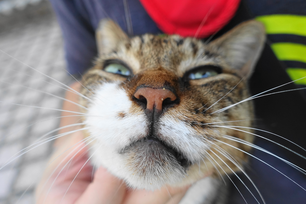 f:id:shigeo-t:20191004092928j:plain f:id:shigeo-t:20191004092928j:plain